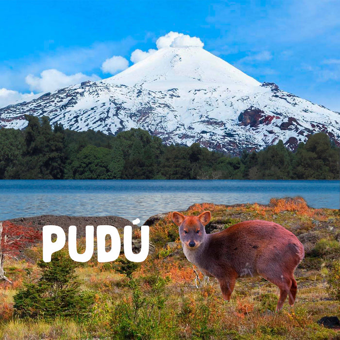 Calcetines Volcán de Villarrica Pudú Chile