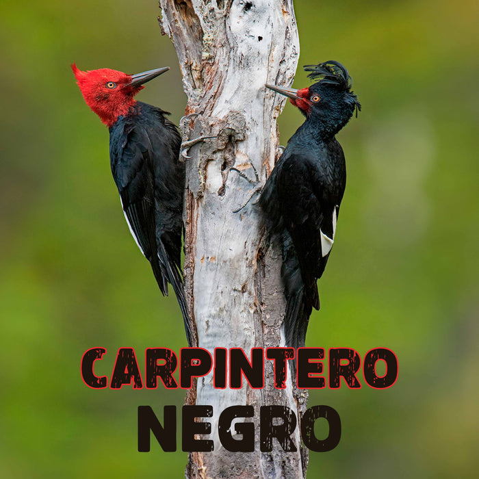 Calcetines Pajaro Carpintero Negro Chile