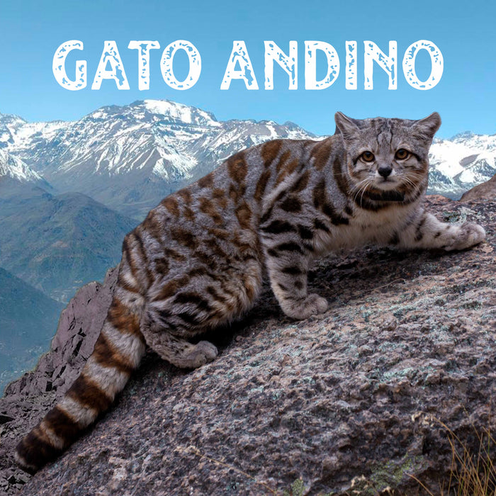 Calcetines Gato Andino Chile