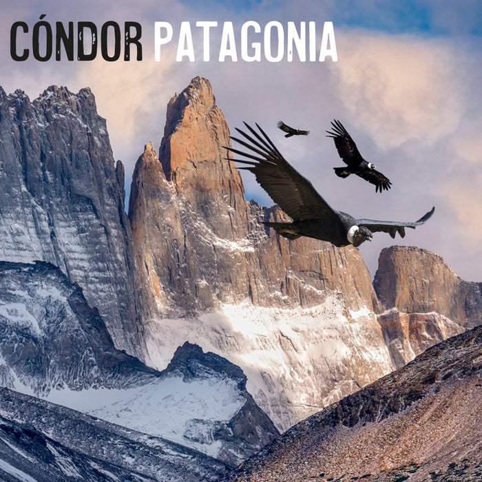 Portada Calcetin algodon largo 609