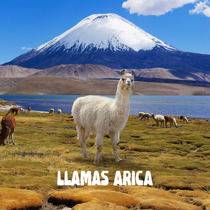 Portada calcetin algodon largo llamas arica Chile 601