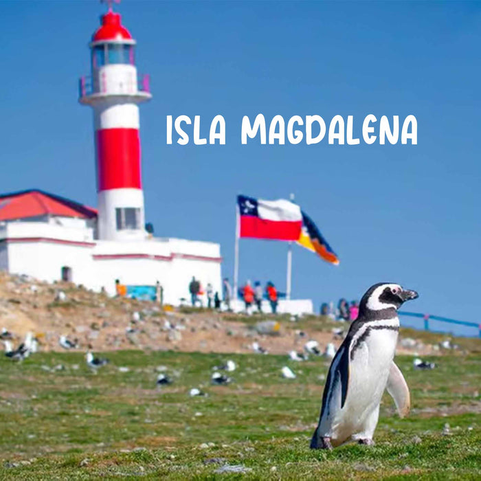Calcetines Chile Pingüino Isla Magdalena