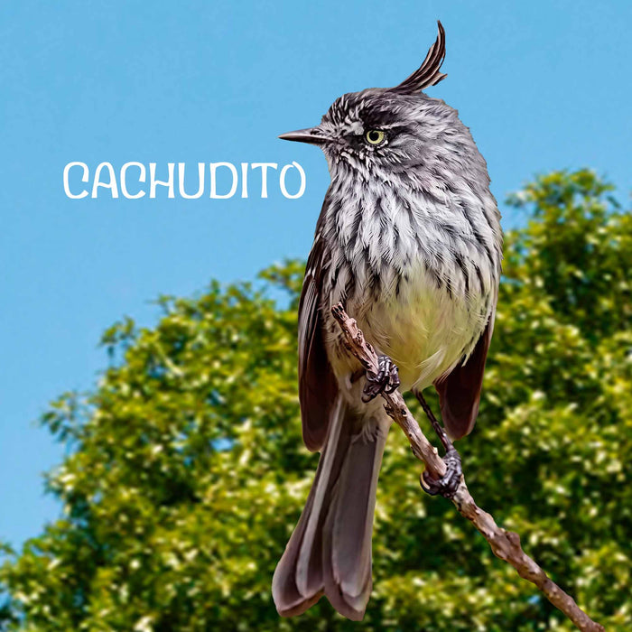 Calcetines Fauna Chile Pájaro Cachudito