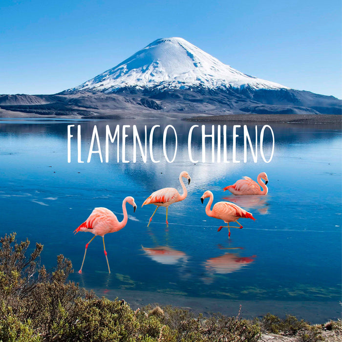 Calcetin algodon chile largo turista flamenco 625