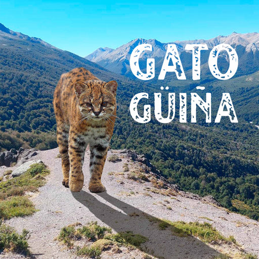 Calcetin algodon chile largo turista gato guiña 632