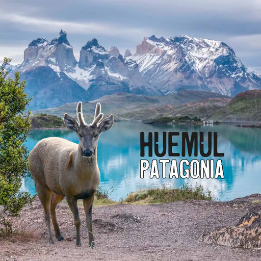 Calcetin algodon chile largo turista huemul patagonia 612