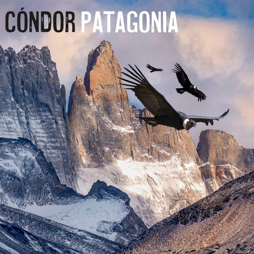 Portada Calcetin algodon largo 609