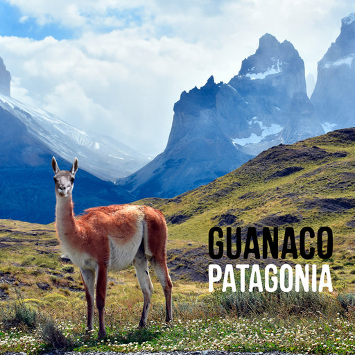 Calcetin algodon largo chile guanaco patagonia 300