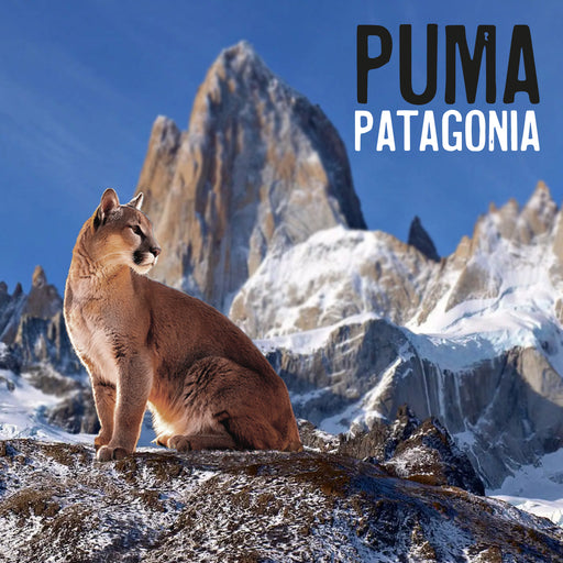 Calcetin algodon largo chile puma patagonia 301