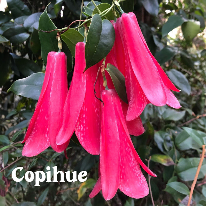 Calcetin algodon largo chile turista flor copihue mujer 370