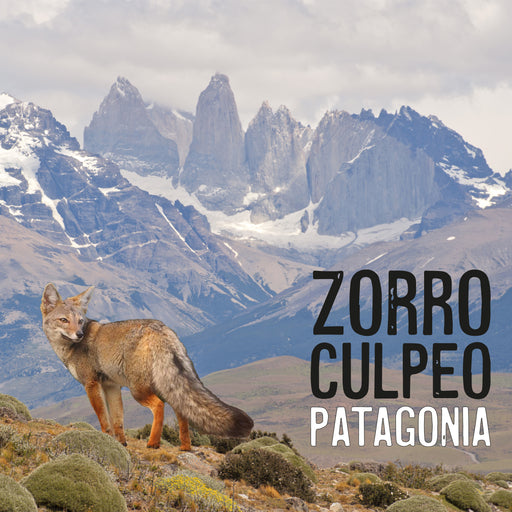 Calcetin algodon largo chile zorro patagonia 303