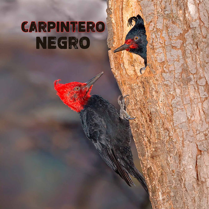 Calcetines largos algodon fauna chile carpintero negro mujer 374