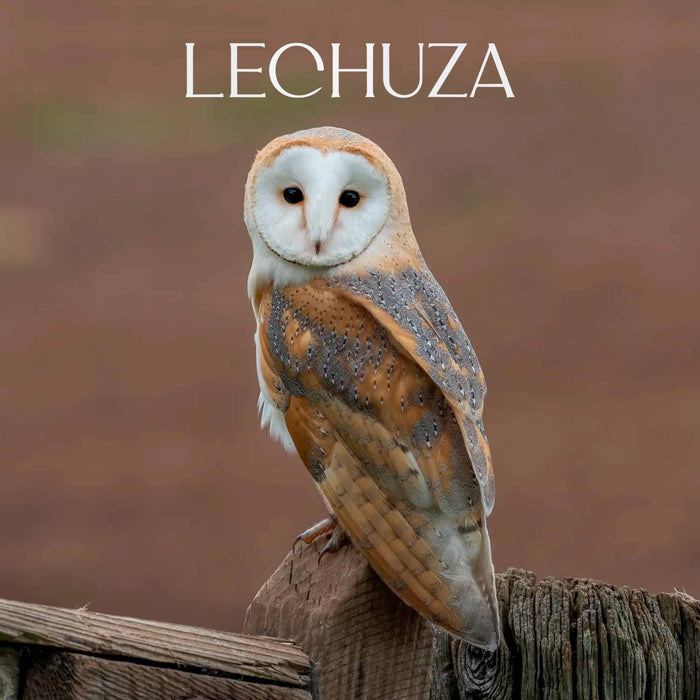 Calcetines largos algodon fauna chile lechuza hombre 639 