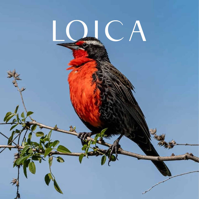 Calcetines largos algodon fauna chile loica hombre 630