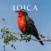 Calcetines largos algodon fauna chile loica hombre 630