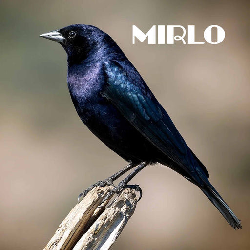 Calcetines largos algodon fauna chile mirlo hombre 642