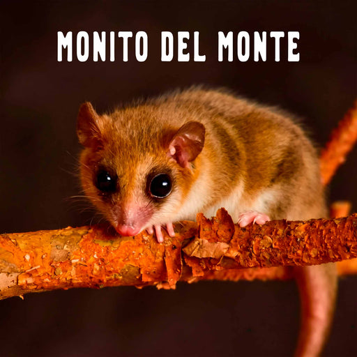 Calcetines largos algodon fauna chile monito del monte hombre 638