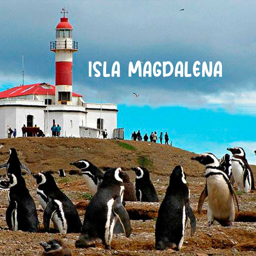 Calcetines largos algodon fauna chile pinguino hombre 636
