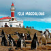 Calcetines largos algodon fauna chile pinguino hombre 636