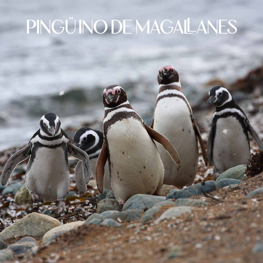 Calcetines largos algodon fauna chile pinguino mujer 376