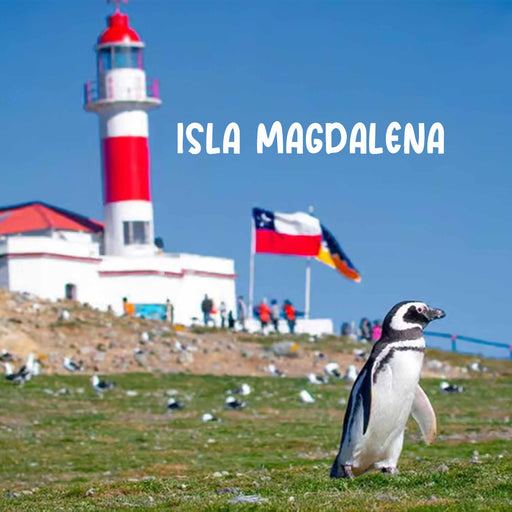 Calcetines largos algodon fauna chile pinguino mujer 377