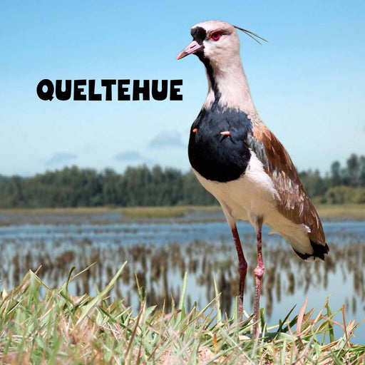 Calcetines largos algodon fauna chile queltehue hombre 637 
