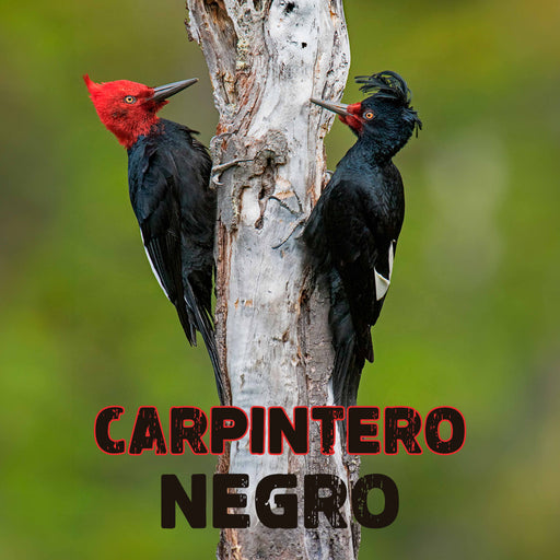 calcetin algodon hombre carpintero negro largos chile 631