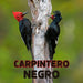 calcetin algodon hombre carpintero negro largos chile 631