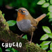 calcetin algodon largo hombre chucao chile 632