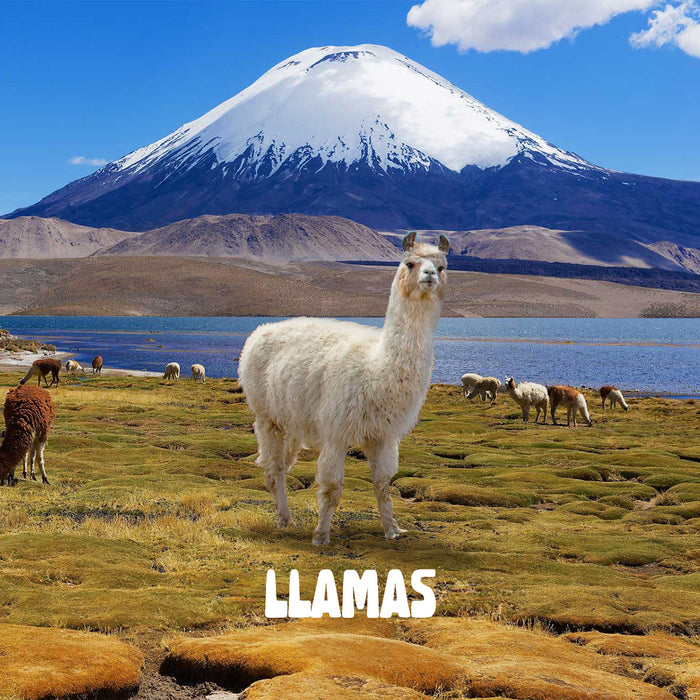 Calcetines largos algodon llamas chile 601